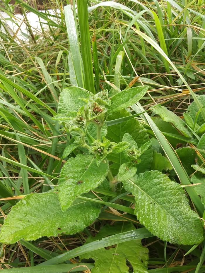 [Thumbnail for 20210816_093119.jpg]