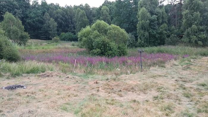 Current state of pond (August 2021)
