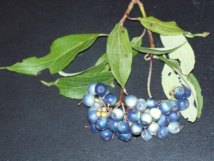 [Thumbnail for bluebush.jpg]