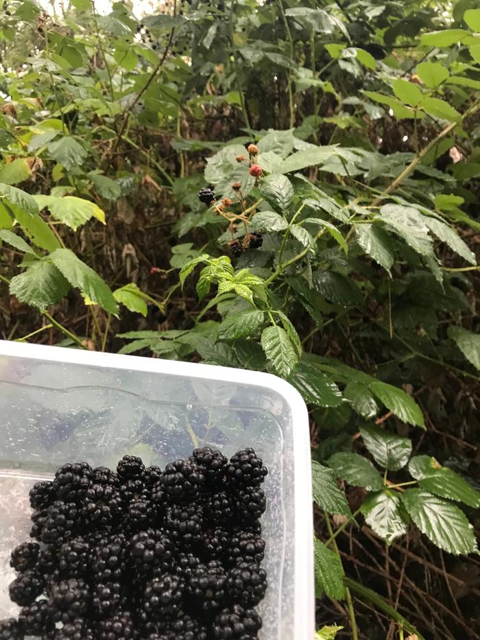 Brambles picked about an hour ago.