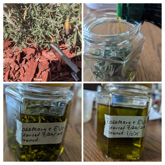 The process of harvesting and infusing rosemary oil