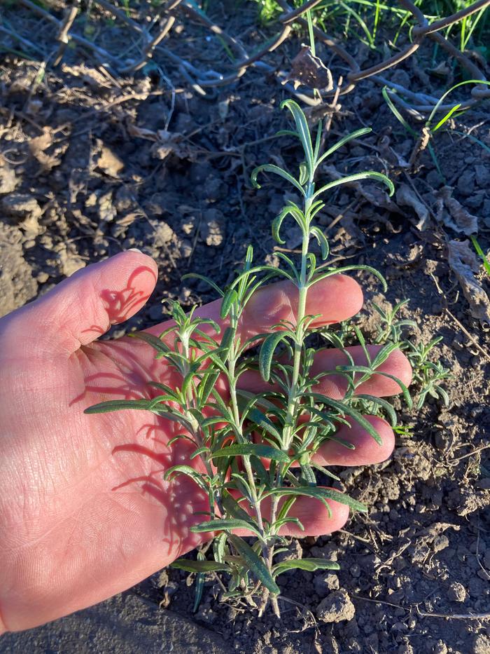 Rosemary harvesting 