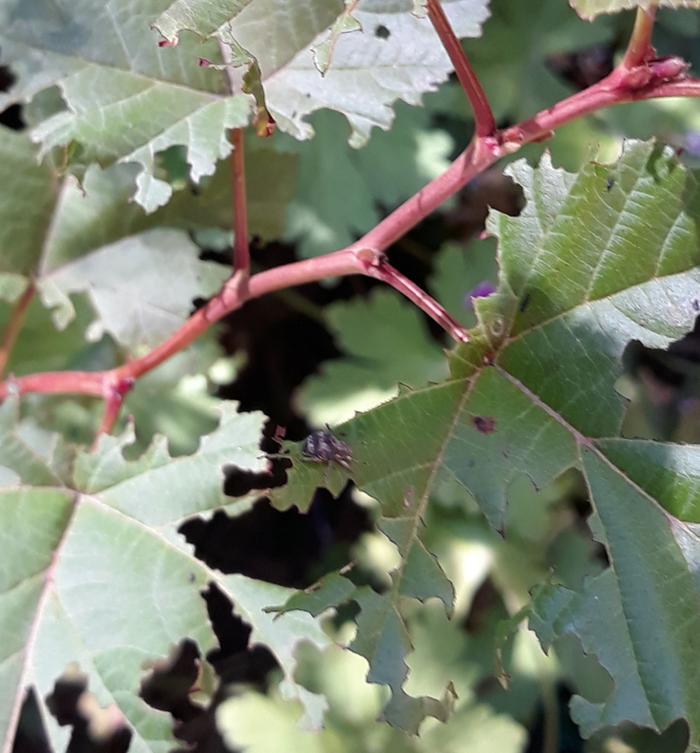 Weevil on dogwood