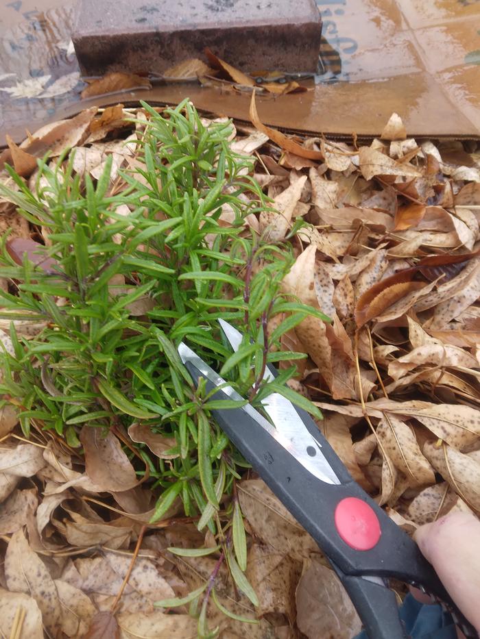 Rosemary harvested