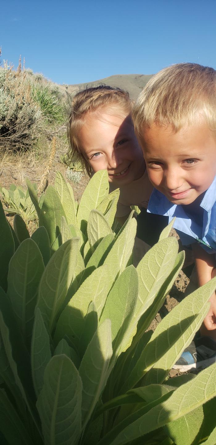 mullein harvested