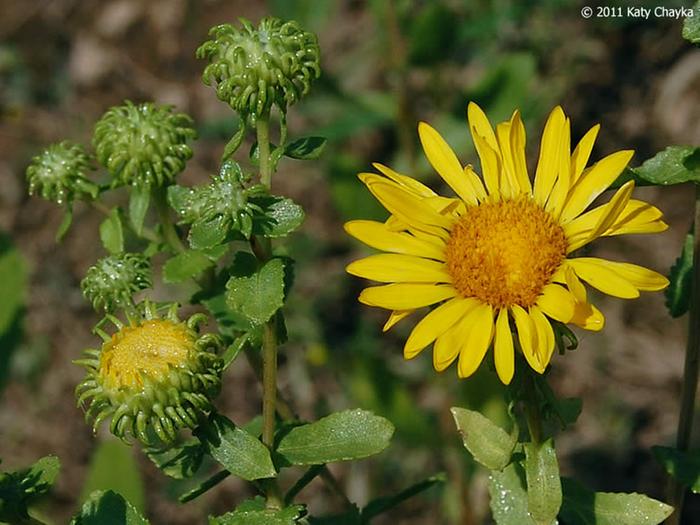 grindelia harvested