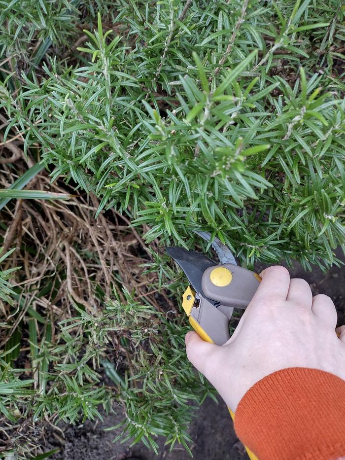 Harvesting rosemary