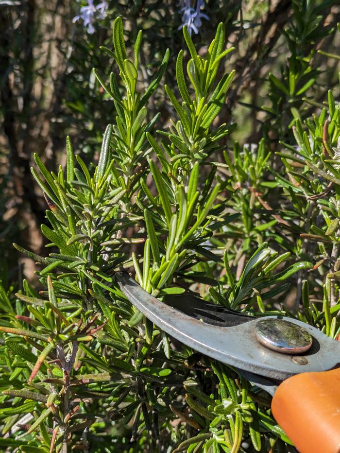 Harvesting rosemary 