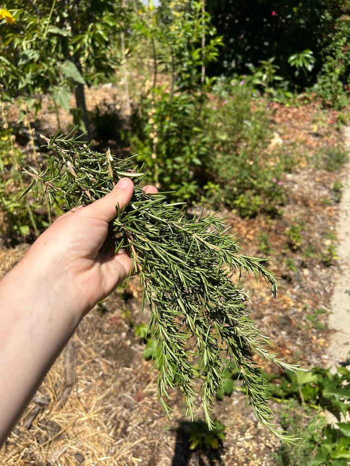 rosemary from my garden