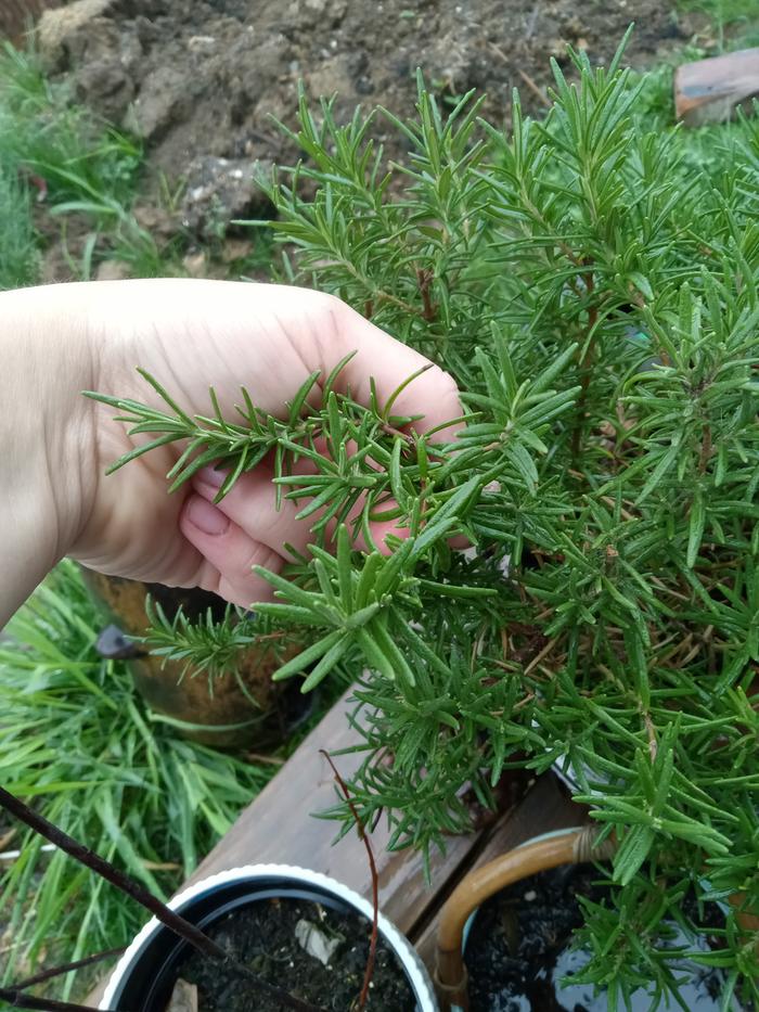 My potted rosemary being pruned