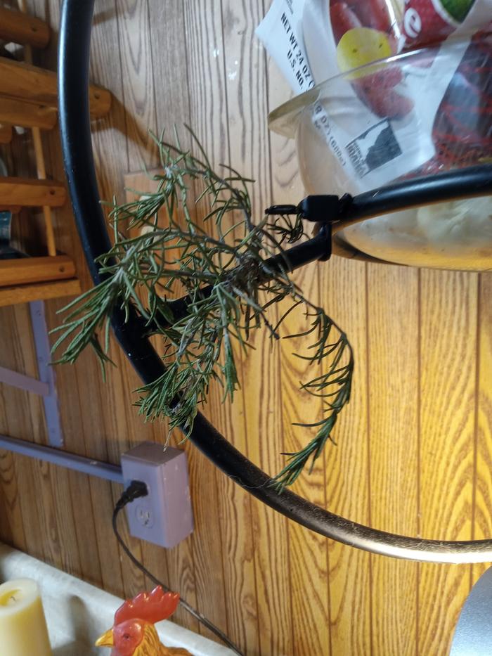 I hang rosemary all over but if Im going to use it for cooking I hang it on the banana hanger to dry 