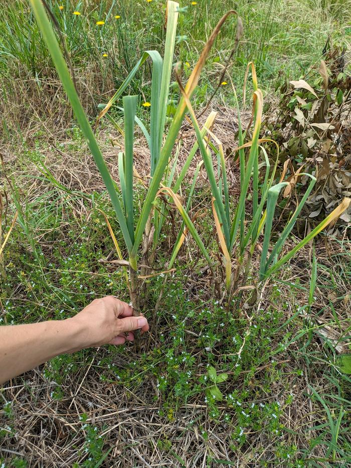 Harvesting the garlic