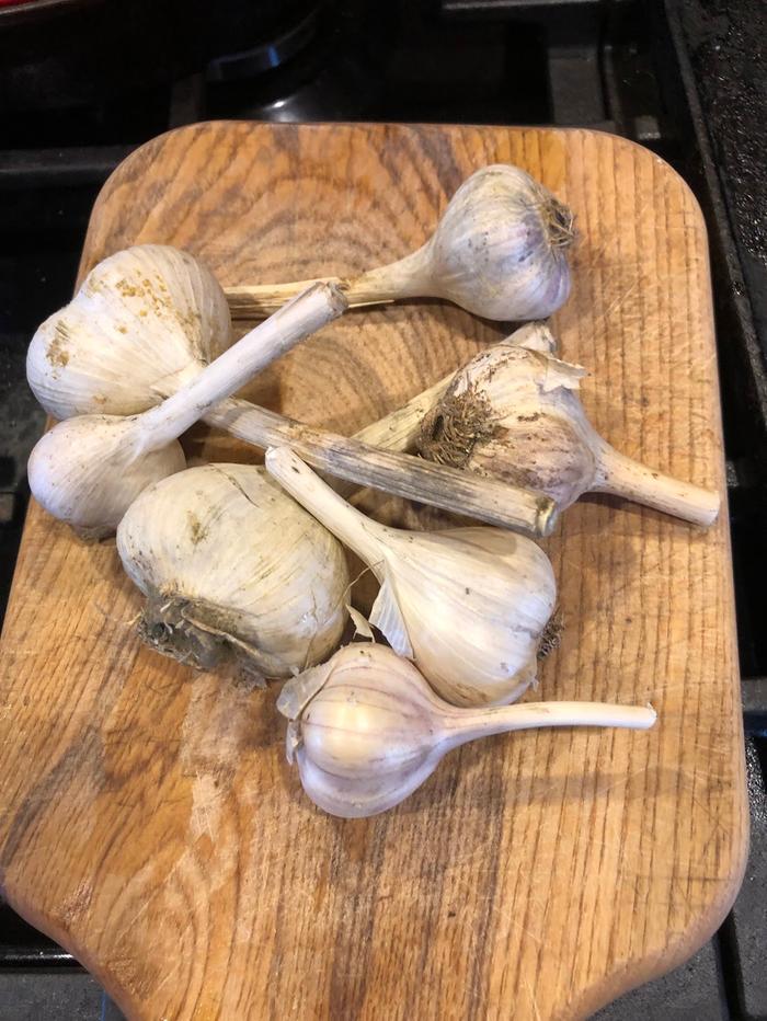 [Thumbnail for garlicFreshlyHarvested.JPG]