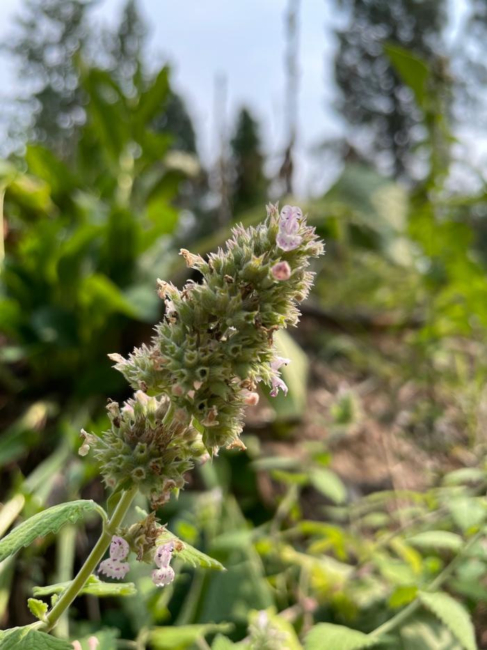 I was tantalized by the smell of the flowers on this plant!