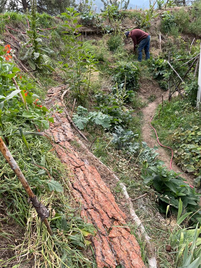 My hugel patch bark path 