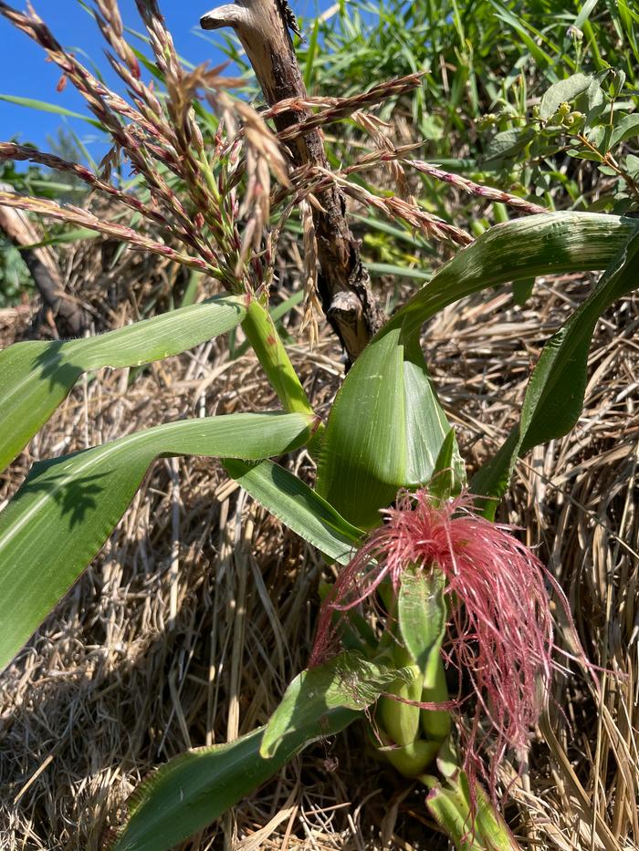 Purple corn!