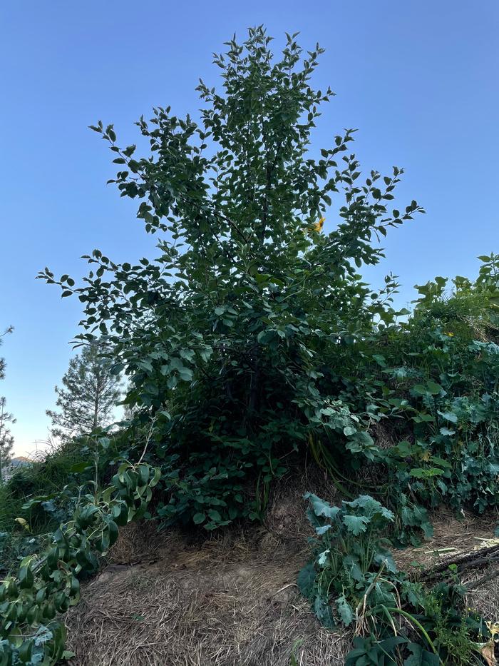 Check out this apple tree on a hugel! 