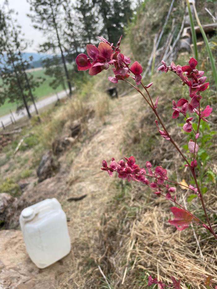 Watering! And this pretty purple plant!