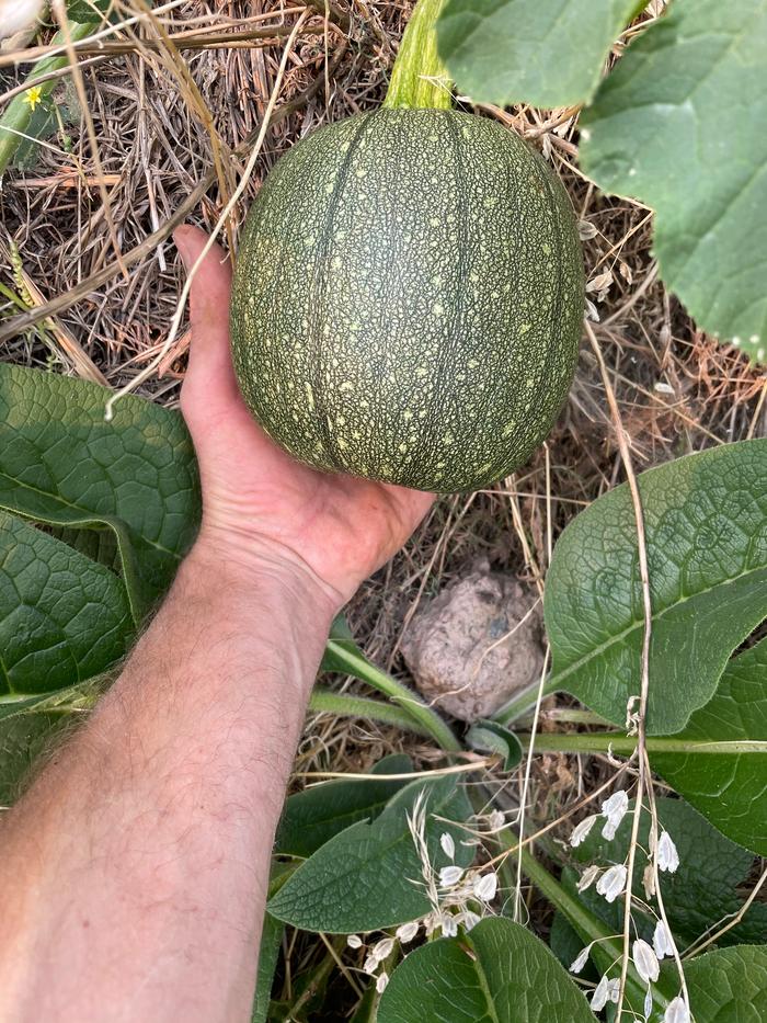 Check out this dandy lookin’ squash?