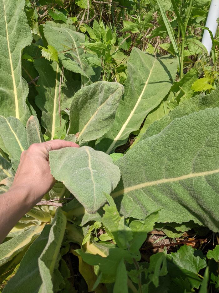 Harvesting fresh mullein