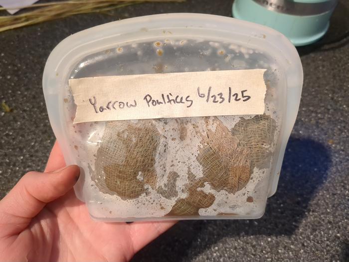 Labelled the bag and put them in the freezer.
