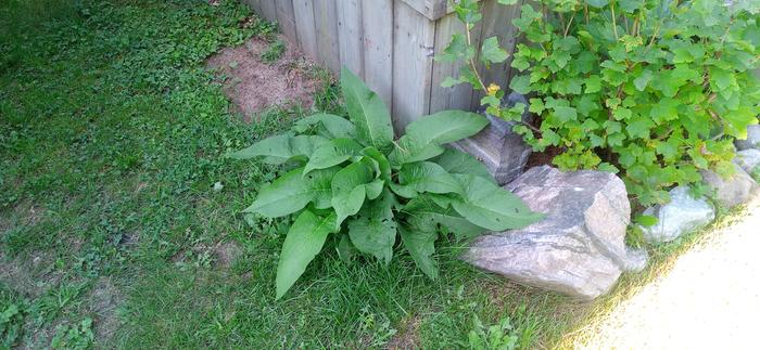 One of two comfrey plants from Stone Baerm. Both are doing well. Thanks Kate!