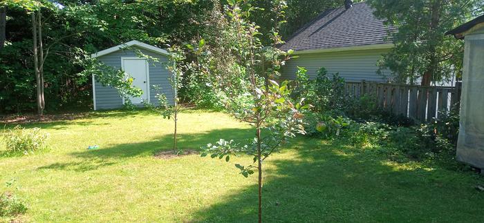 Two new apple trees. They weren't supposed to produce for a couple years...but look!