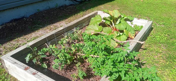 The OG bed - peas, cherry tomatoes, and rhubarb