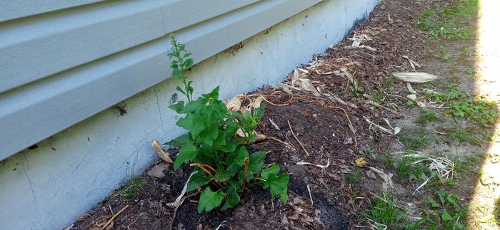 A jostaberry bush. Looked sad at first but has recovered. Thanks Kate!