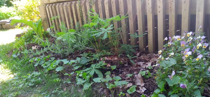 One of my mom's new beds. You should see the size of the worms in them! They're real chunky