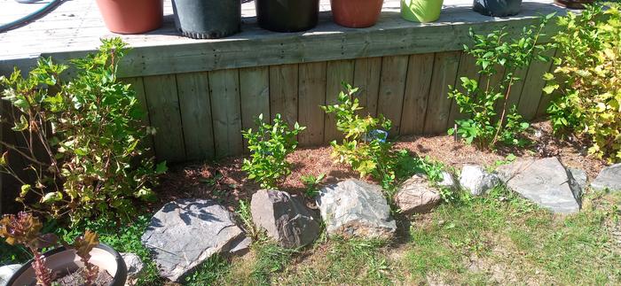 Blueberries. Looked sad last year, but doing well with the pine needles.