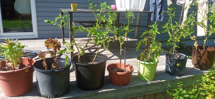 Tomatoes plus some lettuce we've been harvesting a lot!