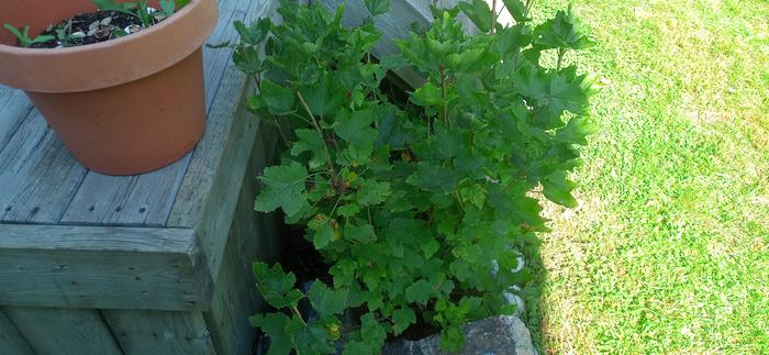 Some sort of berry bush...mystery