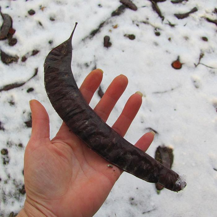 Honey locust pod.