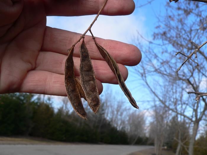 Black locust pod.