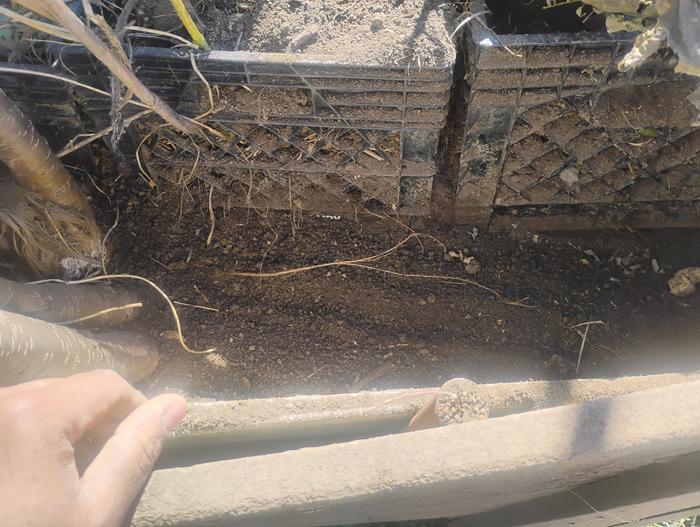 Where I dug out the tubers