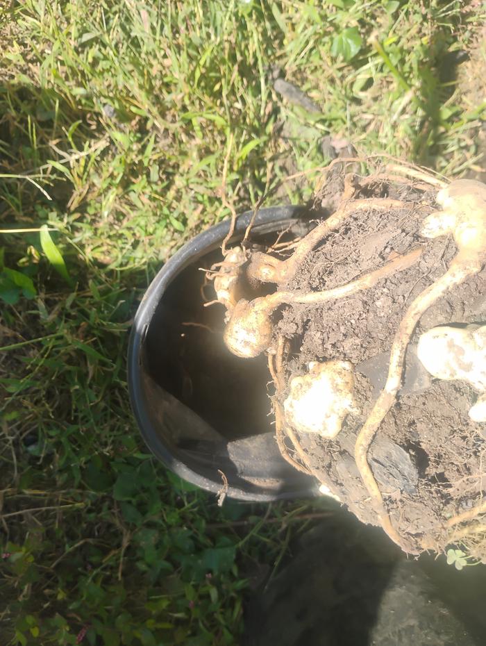 Pot full of chokes