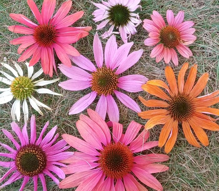 Coneflowers 