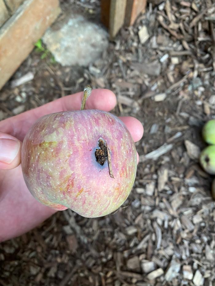 bird or bug damage on apple