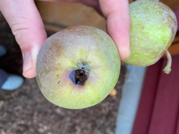 bird or bug damage on apple