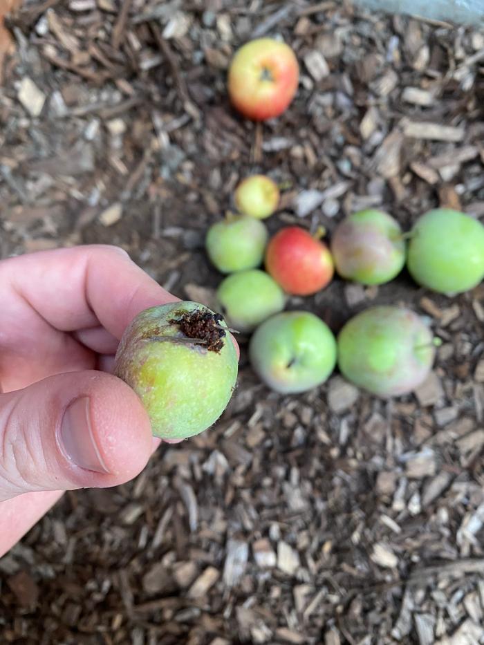 bird or bug damage on apple