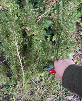 harvesting rosemary