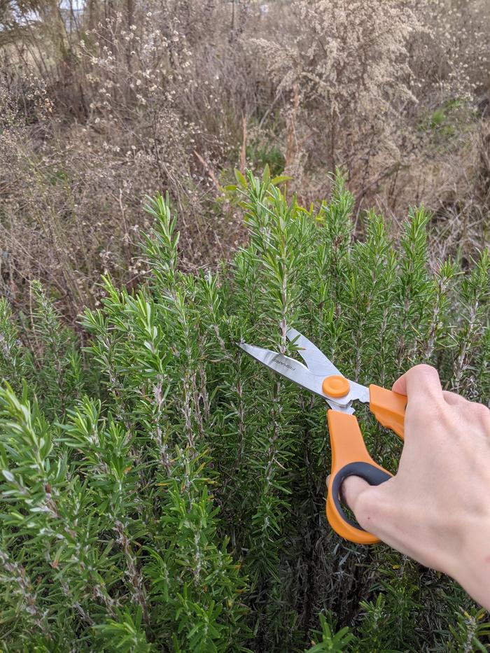 Harvesting Rosemary