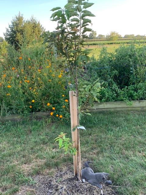 The tree