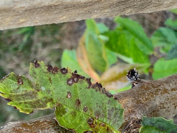 More spots