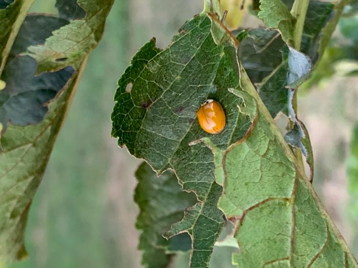 Orange ladybugs