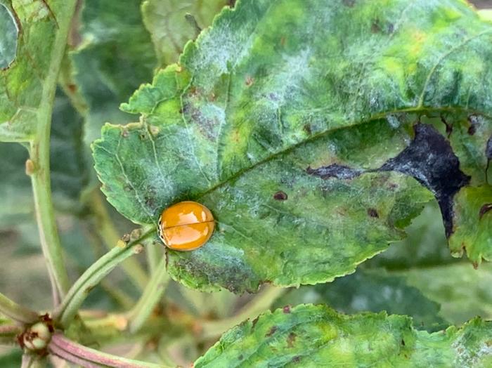 More orange ladybugs