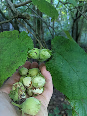 One of the trees I foraged from