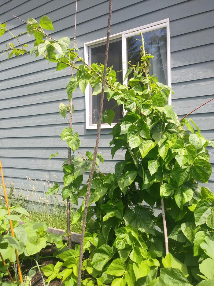 Pole beans the first week of July. By August they were climbing the roof. 