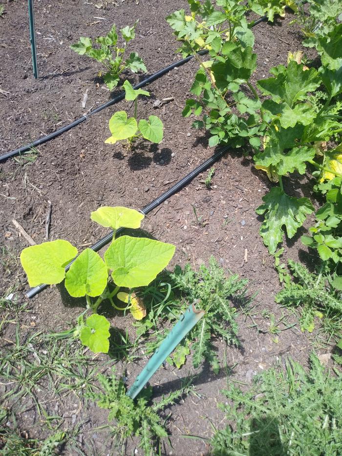 A pampered pumpkin in July- never got any larger. 